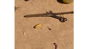Reasons 2023 Was a Year of Extremes for Grape Growers