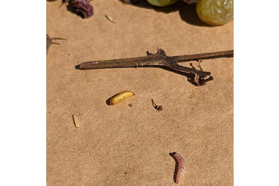 Reasons 2023 Was a Year of Extremes for Grape Growers