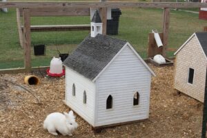 Residents of Bunnyville