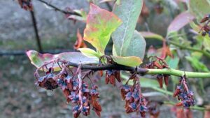 Facts Growers Should Know About Blueberry Shock Virus