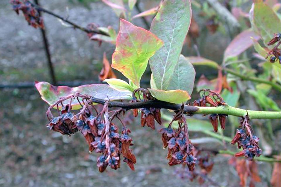 Facts Growers Should Know About Blueberry Shock Virus