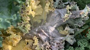 What a Wet Winter Means for White Mold and Your Vegetable Crops