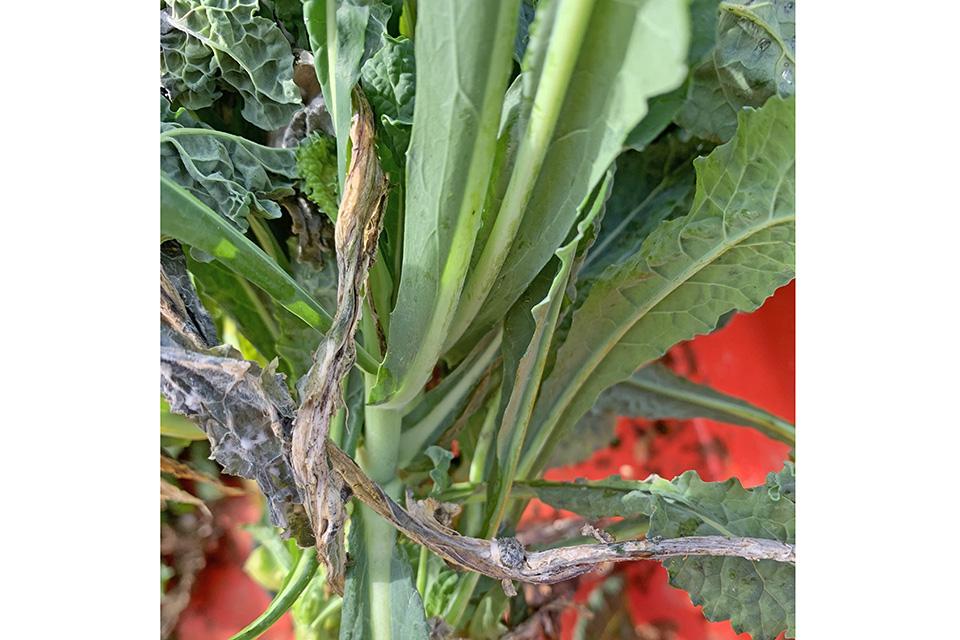 White mold and sclerotia forming on kale