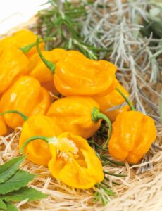 Caribbean Orange (Terra Organics)