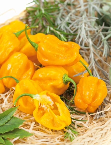 Caribbean Orange (Terra Organics)