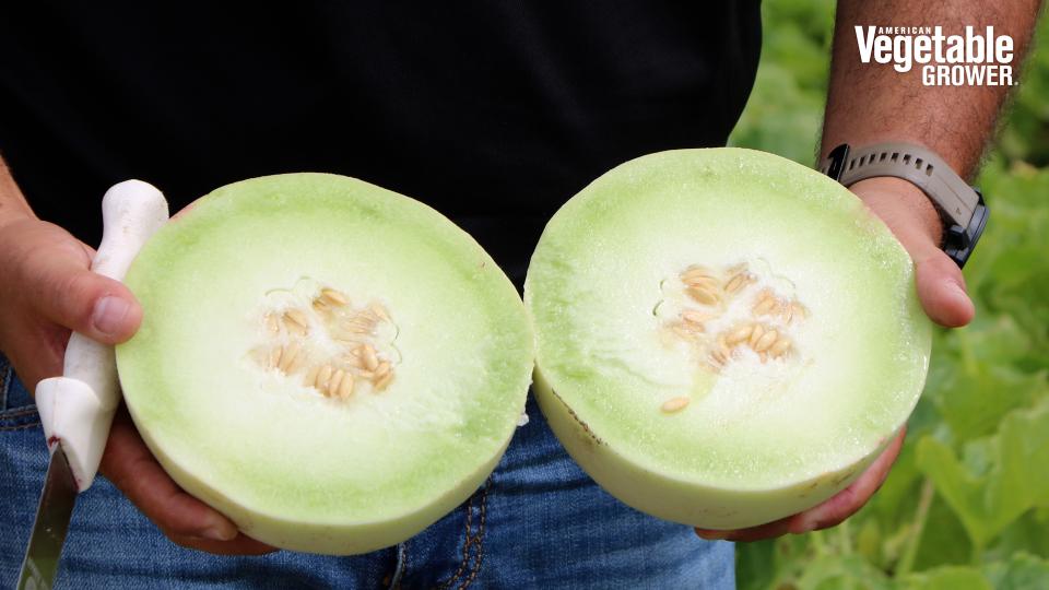 Vegetable Seed Trials: 3 Unique Melons To Watch For [Videos]