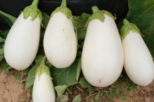 Ghost Story (Rupp Seeds)