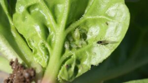Ways To Keep Spinach Crops Free of Aphids
