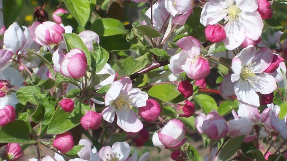 Spotlight on Crab Apple Selections Ready for the Picking
