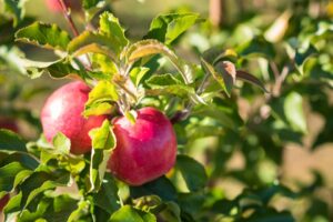 Ruby Pink cv (Brandt's Fruit Trees)