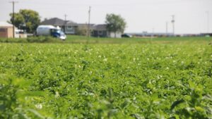 Wilbur-Ellis Introduces New Organic Nitrogen Fertilizer