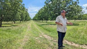 How This Pecan Grower Became a Soil Health Disciple