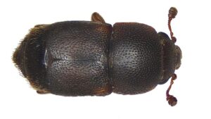 What Nut Growers Should Know About the Carpophilus Beetle