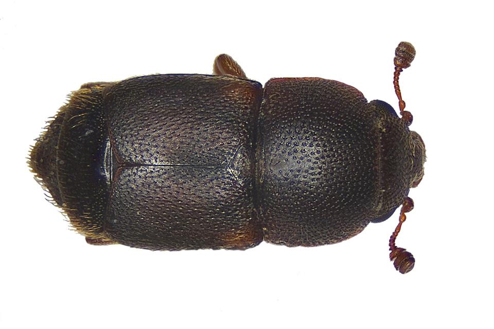 What Nut Growers Should Know About the Carpophilus Beetle