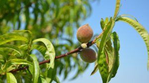 How I’d Spend $1 Billion To Help Grow Better Peaches