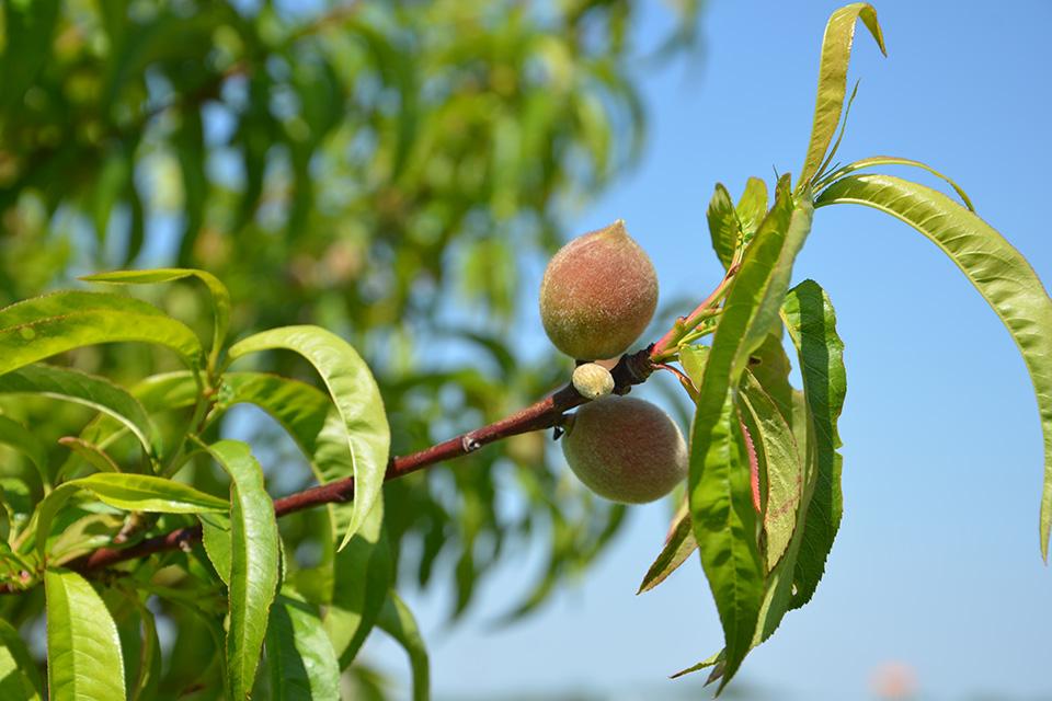 Health peach tree with fruit