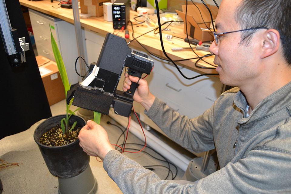 Ways Phenotyping Has a Growing Sense for Plant Health
