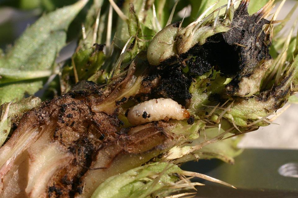 Rosette weevil