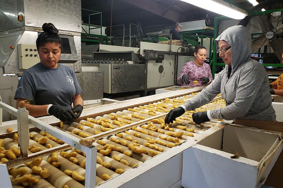 Sorting potatoes at Strohauer Farms