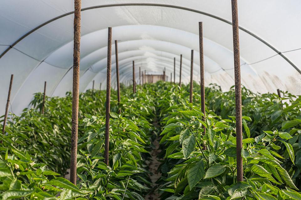 10 Pointers To Grow and Harvest Great Peppers Under Cover