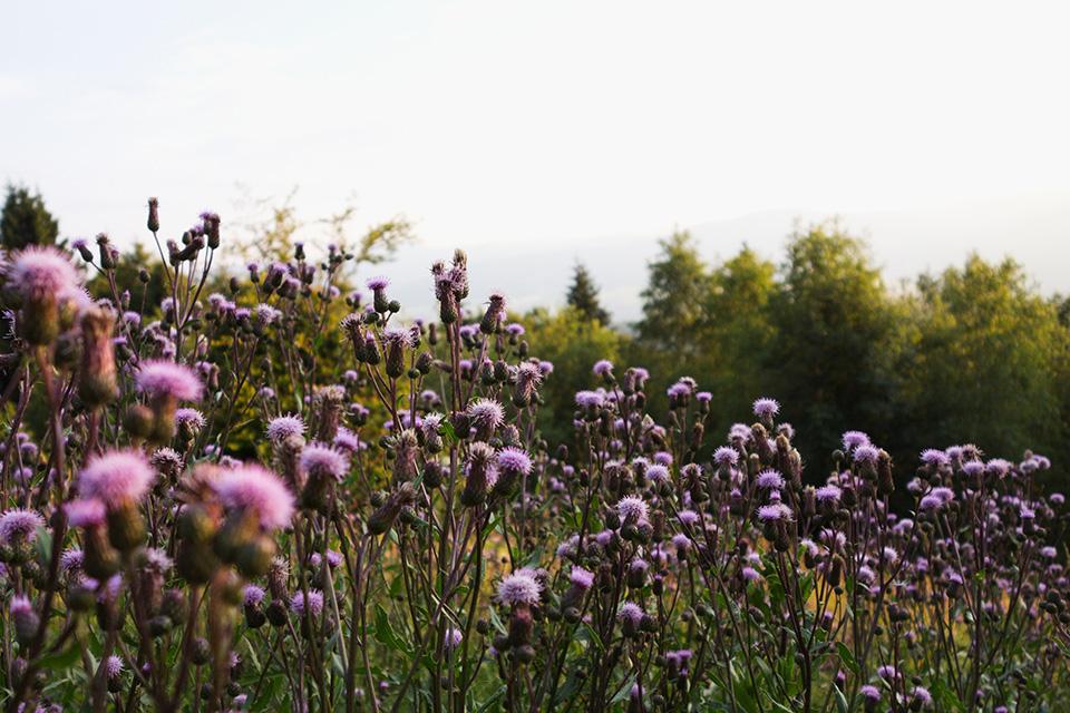 Canada thistle