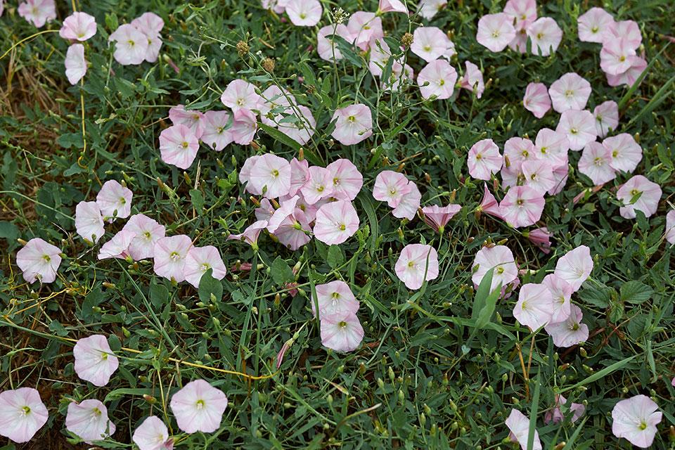 Field bindweed