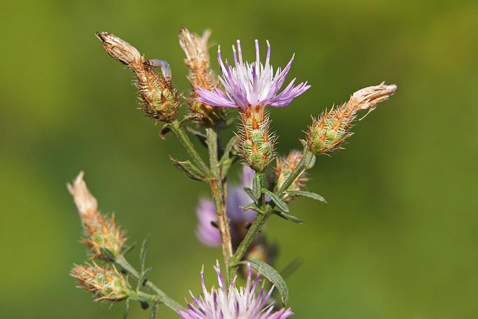 Diffuse knapweed