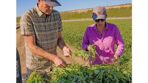 How Vegetable Growers Can Make Sense of Soil Carbon