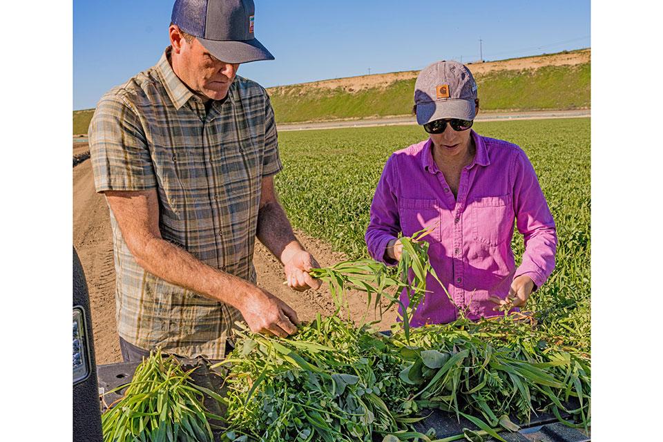 How Vegetable Growers Can Make Sense of Soil Carbon