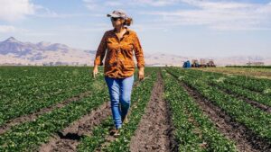 Taylor Farms Digs Into the Secrets of Cover Crops