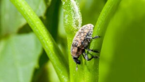 Good Bugs Helping Grape Growers Win Against Weeds