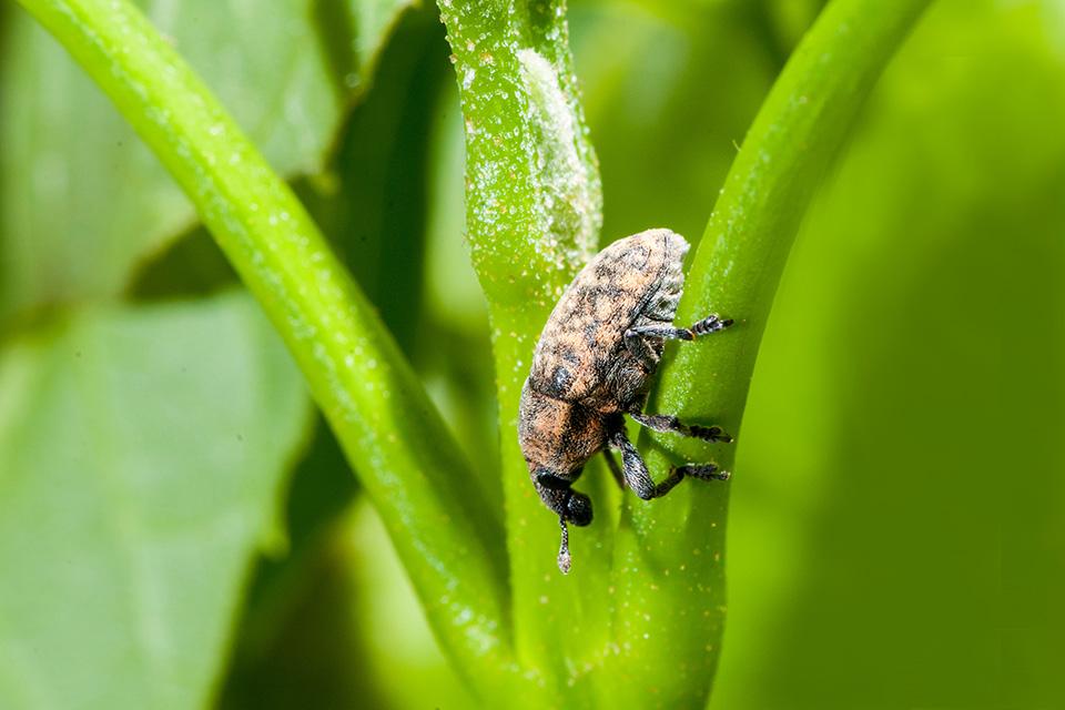 Good Bugs Helping Grape Growers Win Against Weeds