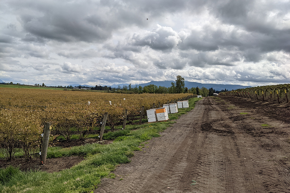 Dispersed bee hives in a field