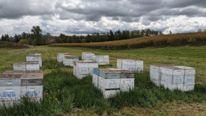 Ways Blueberry Growers Can Best Maximize Pollination in Their Fields