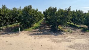 How Stone Fruit Quality Follows the Light