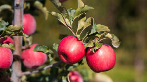 Spotlight On 6 Sweet Apple and Berry Varieties