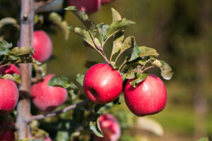 Pink Lady PLBARB1 cv (Brandt's Fruit Trees)