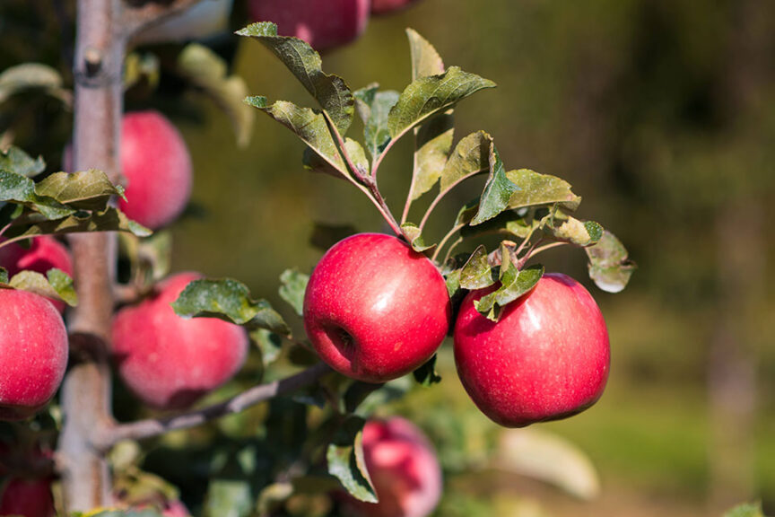 Pink Lady PLBARB1 cv (Brandt's Fruit Trees)