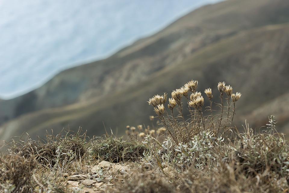 Russian knapweed