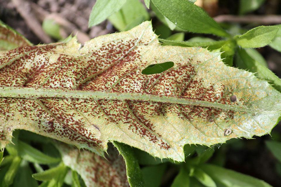 Canadian thistle rust virus
