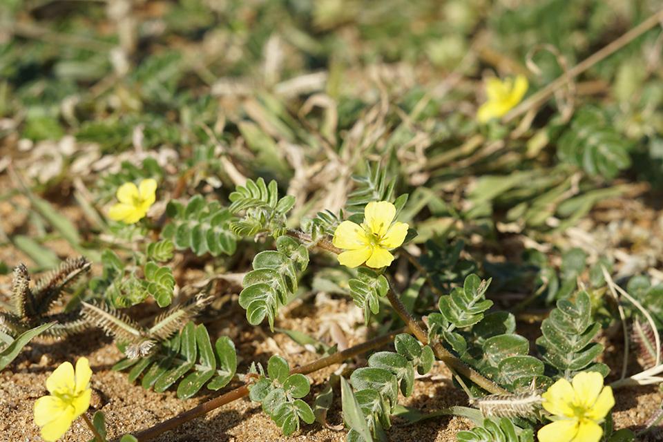 Puncture vine weeds