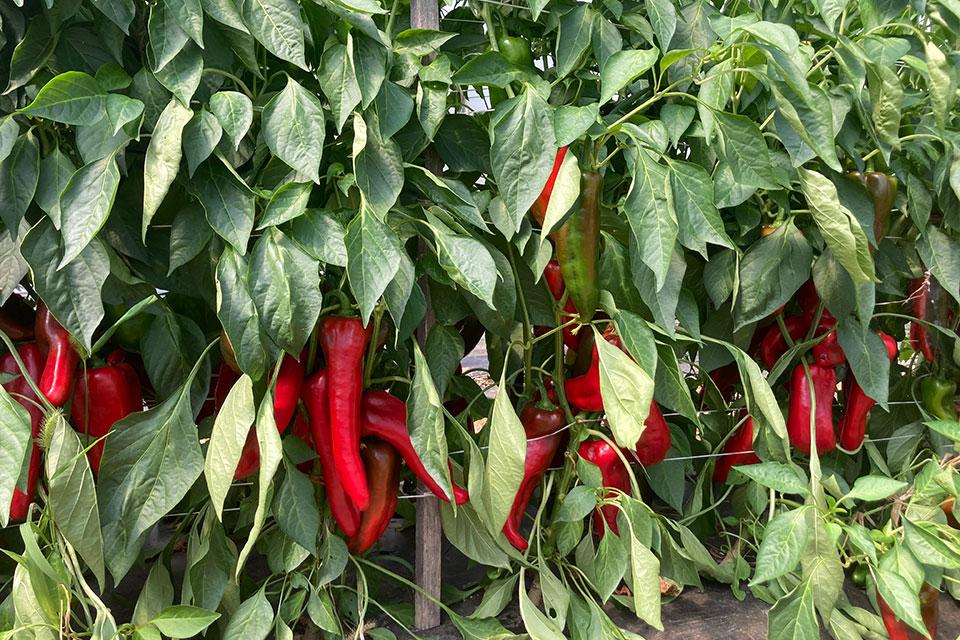 Red peppers growing in a hoop house