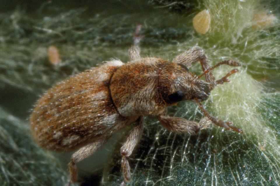 stem weevil, seed weevil up close