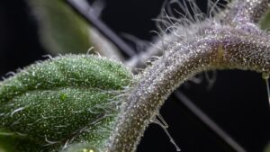 Biocontrol Tactics for Insect and Mite Pests in Tomatoes
