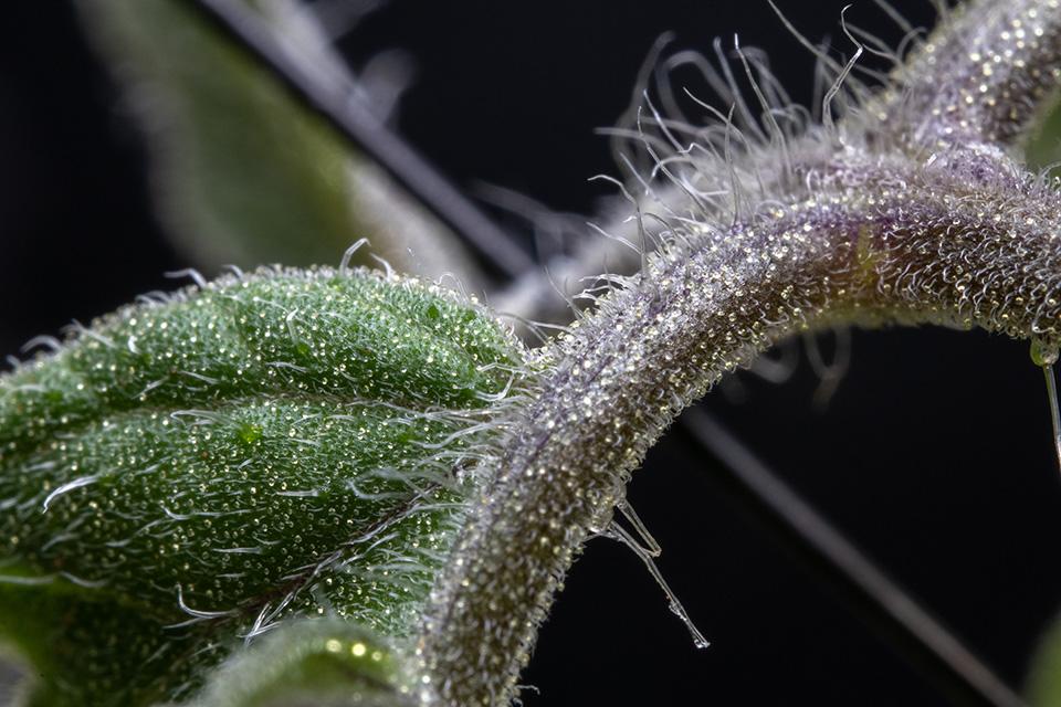 Biocontrol Tactics for Insect and Mite Pests in Tomatoes