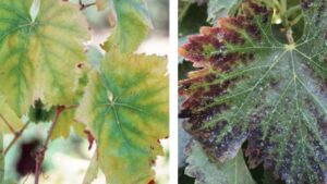 Keys To Managing Potassium in Vineyards