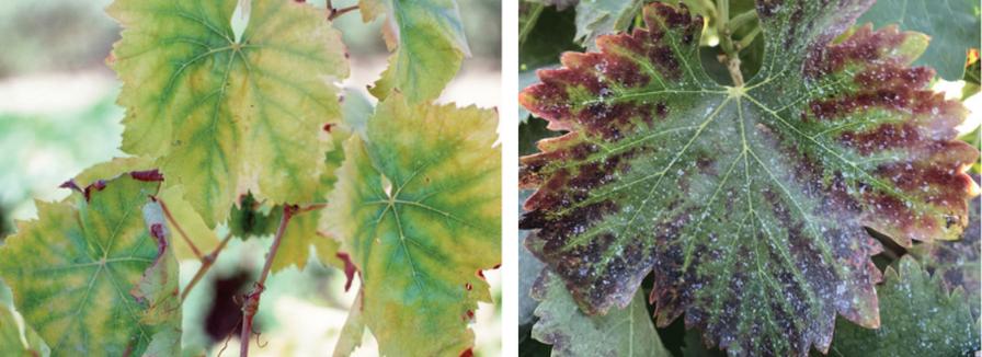 Keys To Managing Potassium in Vineyards