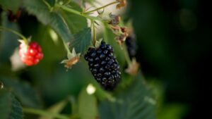 Say Hello To This New Late-Season Blackberry