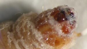New Nematode Species Could Be a Benefit To Growers