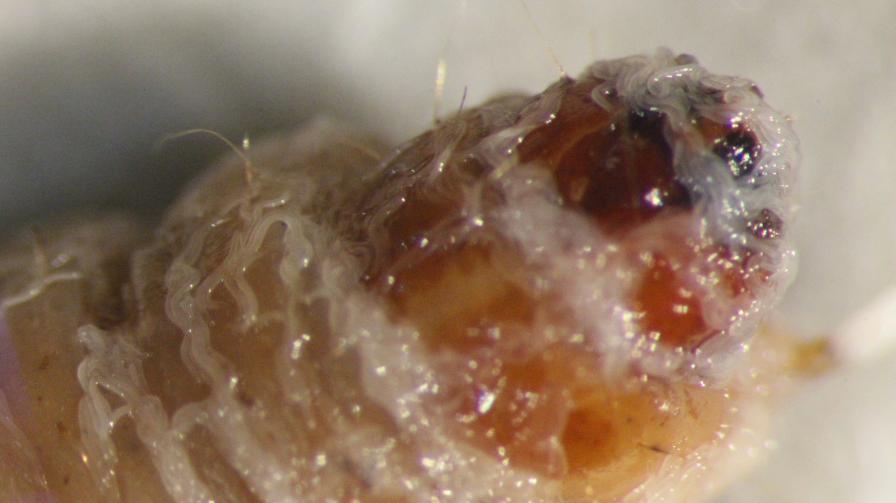 New Nematode Species Could Be a Benefit To Growers